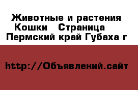 Животные и растения Кошки - Страница 2 . Пермский край,Губаха г.